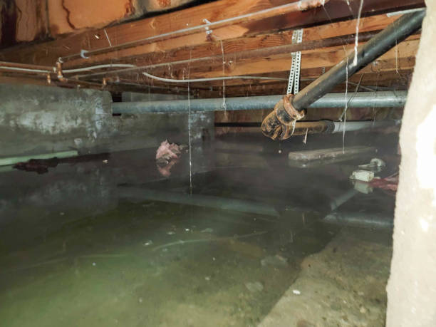 Best 24-hour water damage restoration  in Pine, AZ