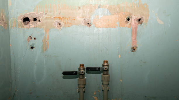 Best Professional water damage repair  in Pine, AZ