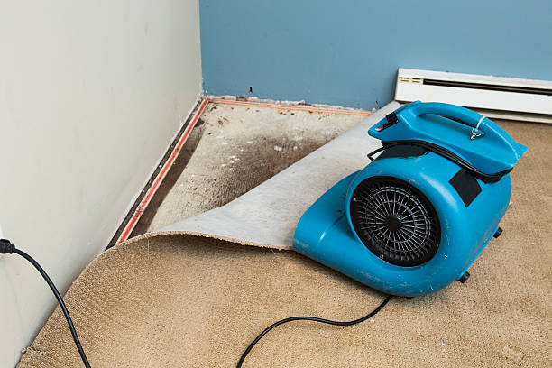 Best Basement water damage restoration  in Pine, AZ